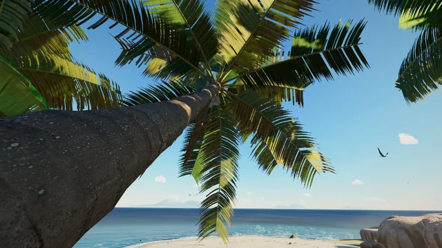 The crown of a leaning palm tree over the beach, seen from the trunk