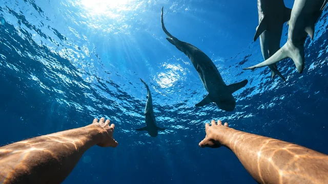 Diving with arms spread wide, with two sharks overhead